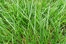 天然草球場建設